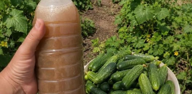 Domácí hnojivo na okurky z dřevěného popela: jednoduchý recept pro podporu růstu a plodnosti