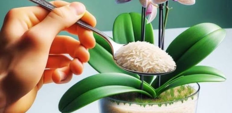 Rýžová voda pro orchideje a pokojové rostliny: jednoduchý domácí trik, který stojí za vyzkoušení