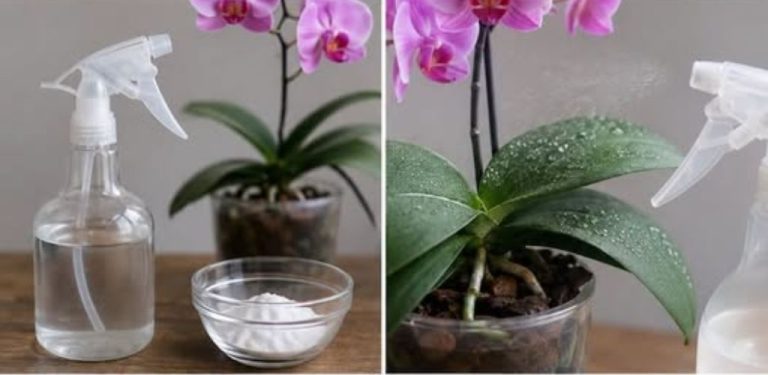 Orchidej nekvete, žloutne nebo ztrácí kořeny? Příčinou často nejsou choroby, ale běžné chyby při zalévání. Mnozí pěstitelé si ani neuvědomují, že dělají něco špatně!