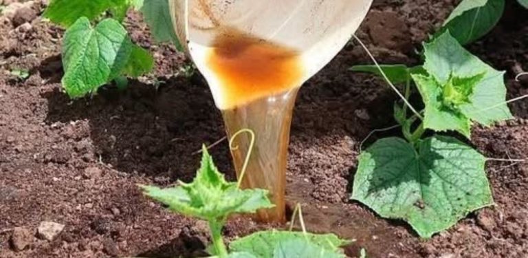 Okurky po chladné noci přestaly růst? Listová výživa může pomoci rostlinám lépe zvládnout stres