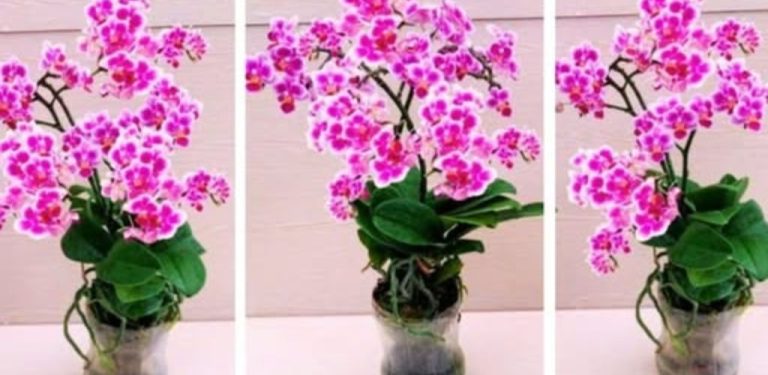 Nevyhazujte orchidej, i když přišla o kořeny. Tato metoda jí může dát druhou šanci (krok za krokem)