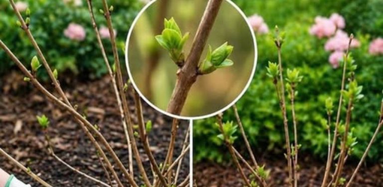3 nejdůležitější rady pro pěstování hortenzií 🌿🌸