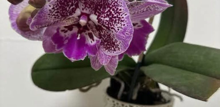 Jak podpořit kvetení orchideje: domácí výživa a osvědčené tipy pro zdravou rostlinu
