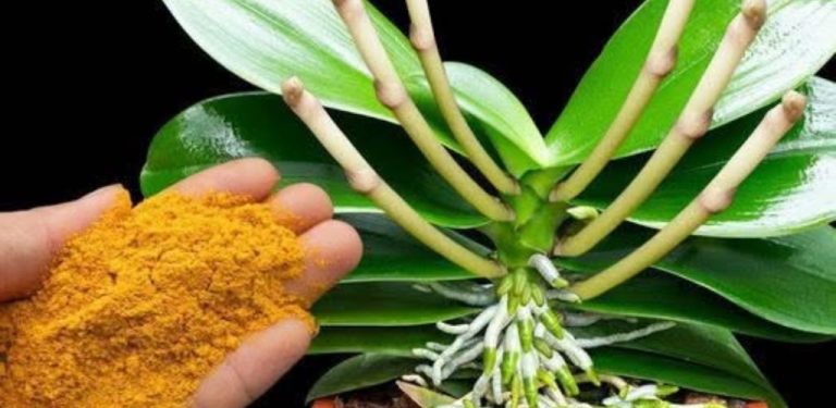 Tajemství asijských pěstitelů? Tímto jednoduchým trikem můžete podpořit bohatší kvetení orchidejí