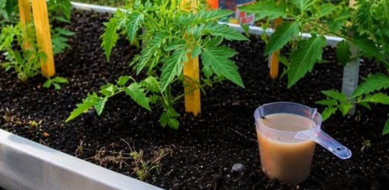 Kvasnicové hnojivo pro rajčata: jednoduchý domácí recept pro silné keře a bohatou úrodu