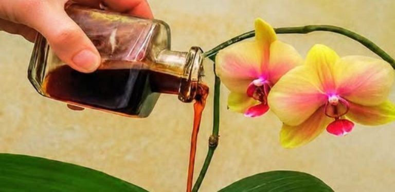 3 domácí výluhy pro orchideje: Mohou podpořit zdravý růst i bohatší kvetení