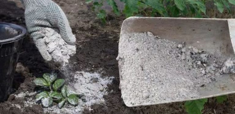 Dřevěný popel na zahradě: Jak ho správně používat, aby prospěl rostlinám