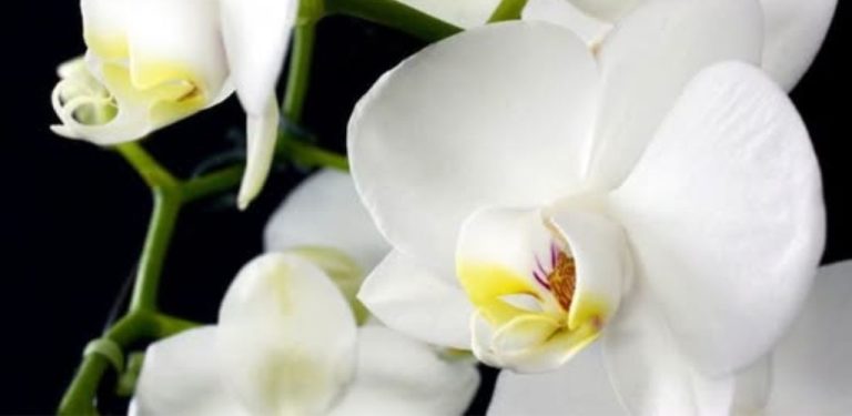 Zapomeňte na problémy s orchidejemi: 5 jednoduchých pravidel pro zdravé rostliny a bohaté kvetení