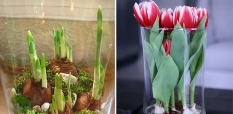 Jak vypěstovat tulipány a narcisy ve váze: jednoduchý návod krok za krokem pro krásné jarní květy doma