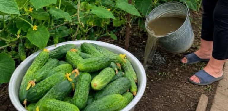 Srpen je rozhodující měsíc pro okurky! 🌿🥒 Jak prodloužit sklizeň až do podzimu