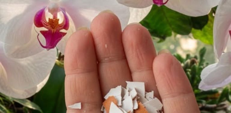 Chcete, aby vaše orchidej znovu bohatě rozkvetla? Vyzkoušejte přírodní hnojivo z vaječných skořápek