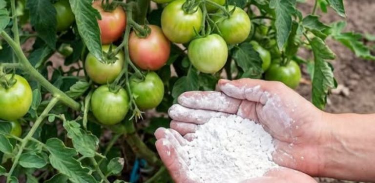 Rajčata už jsou velká, ale stále nečervenají? 3 nejčastější důvody a co můžete udělat