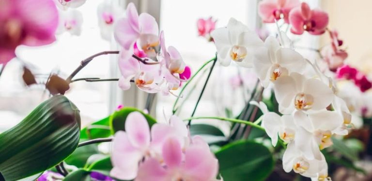 Od té doby, co se o orchidej starám takhle, kvete mnohem bohatěji