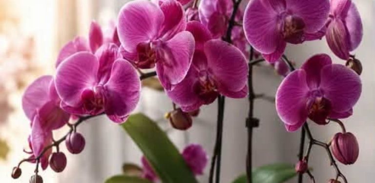 Jak podpořit kvetení orchideje: osvědčená domácí péče a přírodní výživa pro zdravý růst