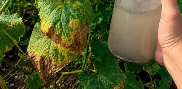 Dřevěný popel na zahradě: levné hnojivo, které může rostlinám prospět. Jak ho správně používat a kdy může škodit?