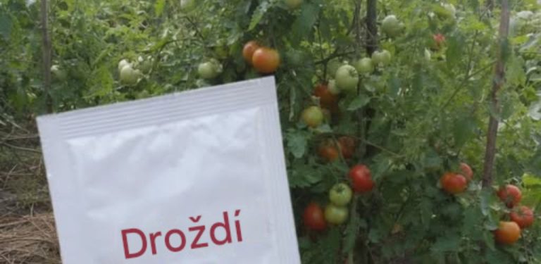 10 přírodních hnojiv pro rajčata: kdy je použít, aby rostliny dobře rostly a plodily