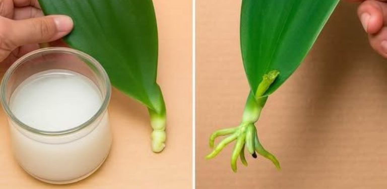 Zachránila jsem orchidej, kterou chtěla moje kamarádka vyhodit