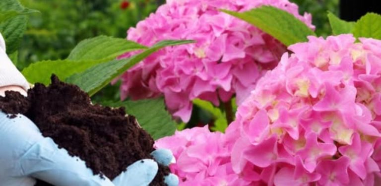 Chcete, aby hortenzie kvetla celé léto bohatě a krásně? 🌸 Základem je správná péče