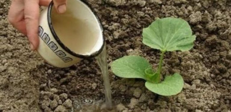 Chcete bohatší úrodu okurek? Vyzkoušejte jednoduché domácí hnojivo ze dřevěného popela
