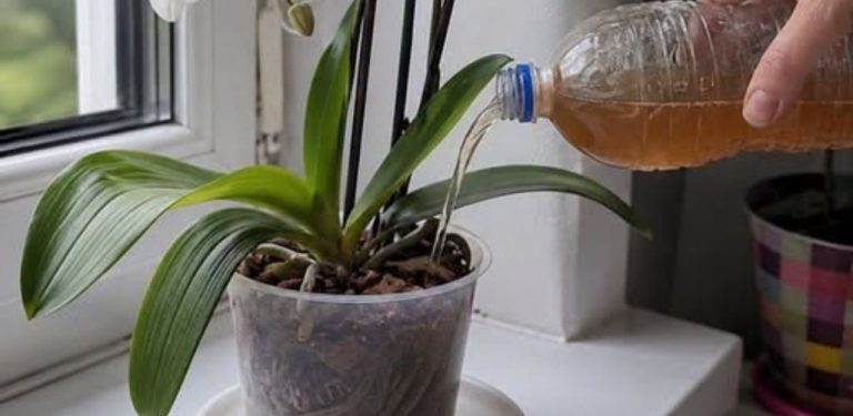 Proč orchidej nekvete? Nejčastější příčinou nebývá zálivka, ale správná výživa