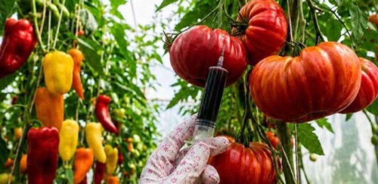 Chcete vypěstovat velká, sladká a zdravá rajčata bez zbytečné chemie? Vyzkoušejte osvědčená přírodní hnojiva, která podporují růst, kvetení i bohatou úrodu.