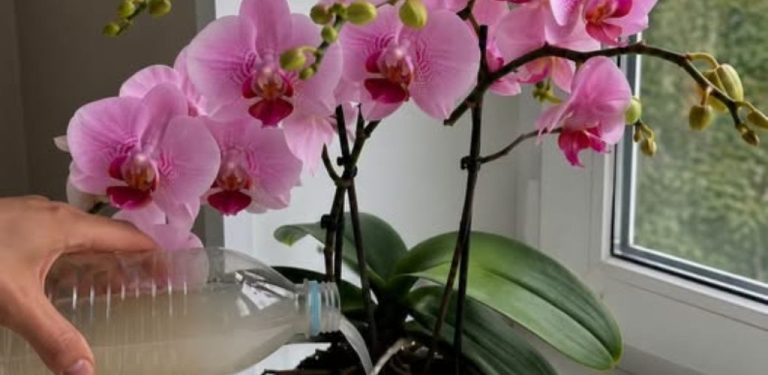 Jak podpořit orchidej v růstu a kvetení? Vyzkoušejte jednoduchý domácí nálev z cibule a rýže