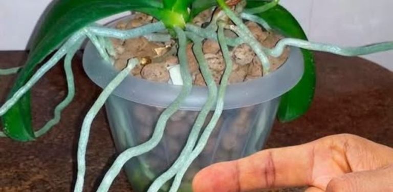 Kořeny orchideje vyrůstají z květináče? Tady je důvod, proč je rozhodně nestříhat