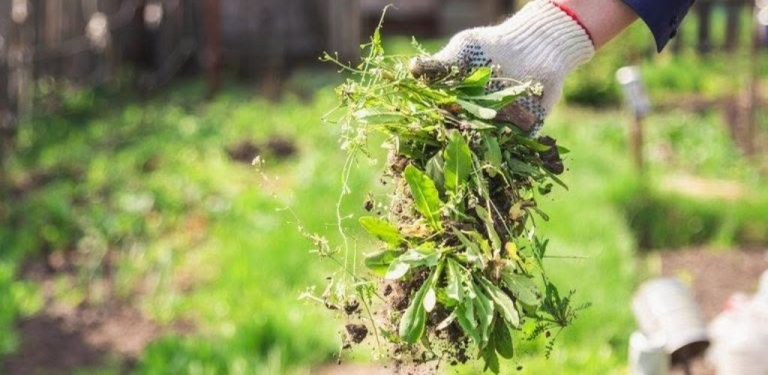 V horkých dnech raději neplejte ani nekypřete půdu. Můžete tím zahradě více uškodit než pomoci