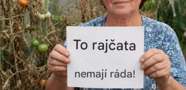 5 věcí, které rajčata opravdu nemají ráda. Tyto chyby mohou zbytečně připravit zahrádkáře o část úrody