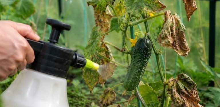 Okurky samy ukazují, co jim chybí 🌿 Naučila jsem se číst signály z listů a plodů a od té doby mám úrodu mnohem stabilnější