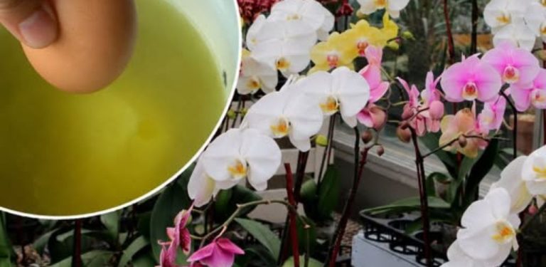 Moje orchidej byla půl roku zdravá, ale nekvetla. Pak jsem změnila jednu věc