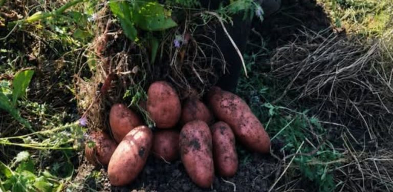 Ségra zasadila jeden kbelík brambor, ale na podzim sklidila mnohem víc. Pak mi zavolala a byla pořádně naštvaná