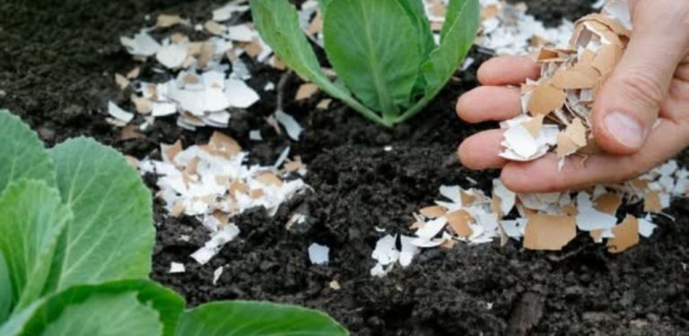Tři roky schovával soused vaječné skořápky a sypal je na zahradu 🥚🌱 Proč to dělal?