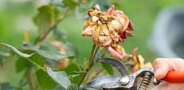 Řez růží na konci srpna: jak správně postupovat, aby keře dobře prospívaly 
