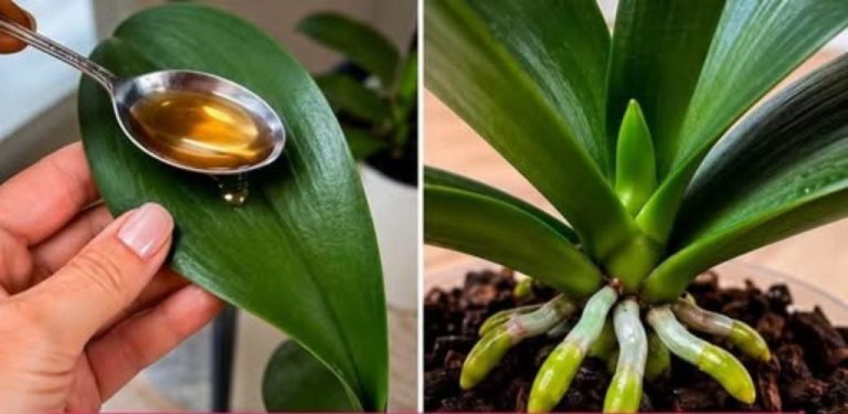 Dělím se o jednoduchý domácí způsob péče o orchidej: vyzkoušet můžete mrkvový roztok