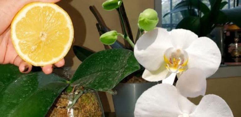  ORCHIDEJ A CITRONOVÁ VODA: JEDNODUCHÝ TIP PRO PÉČI O ORCHIDEJ