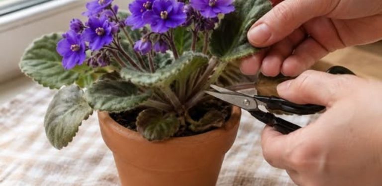 Chcete, aby vaše africké fialky krásně a pravidelně kvetly? 🌸✨ Záleží i na správném řezu!