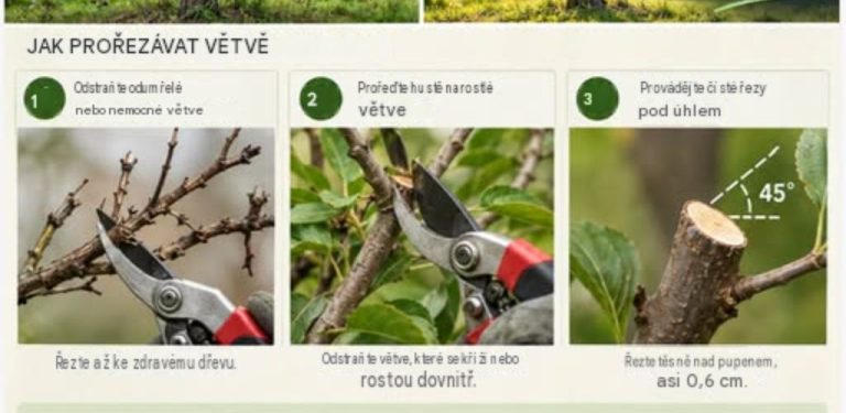 Stačí trochu prořezat a ovocný strom může vypadat i plodit úplně jinak!