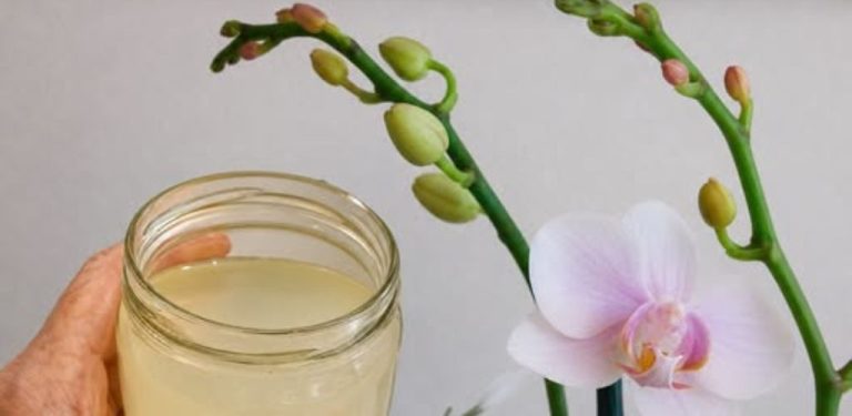 Orchideje bez klasického zalévání? 🌸 Zkuste opatrně rýžovou vodu v kostkách ledu