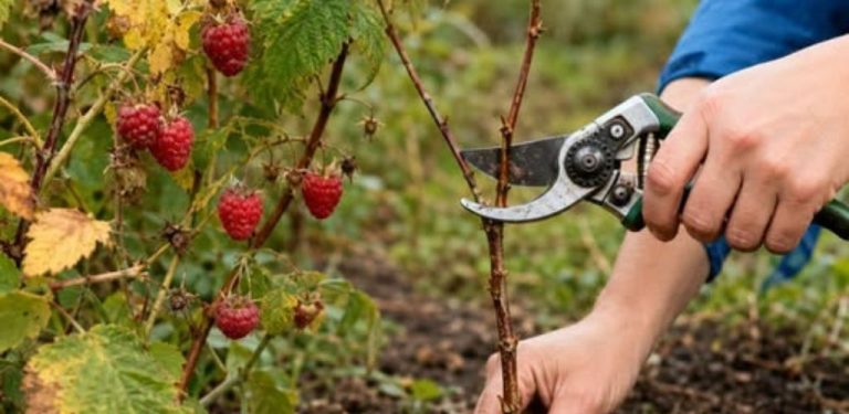 Podzimní řez maliníku: základní pravidla pro zdravé keře a bohatou úrodu!