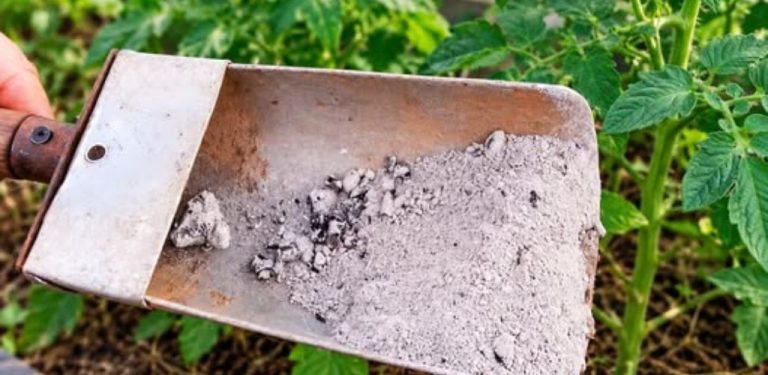 Dřevěný popel na zahradě: jak ho správně používat 