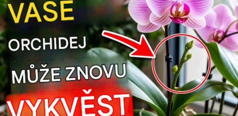 Jak podpořit orchidej, aby znovu vytvořila květní stvol? Pomoci mohou 3 běžné suroviny z kuchyně