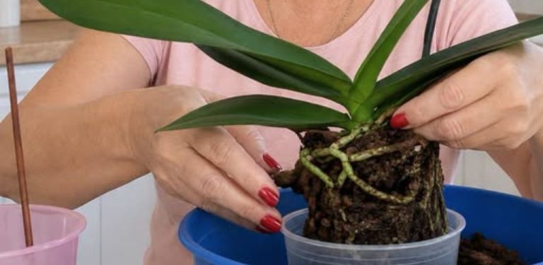  PŘESAZOVÁNÍ ORCHIDEJÍ: KDY, JAK A PROČ? Praktické rady pro začátečníky i zkušené pěstitele